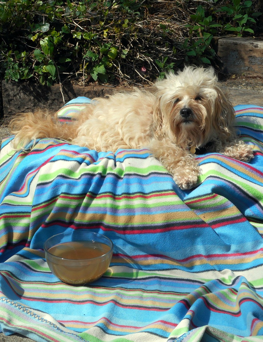 my puppy drinks a lot of water my lots of water hardly my puppy drinks a lot of water my lots of water hardly