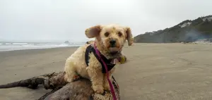 add-exercise-to-your-best-organic-dog-food.JPG