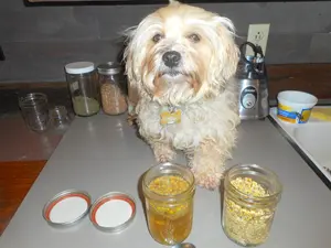 chamomile-tea-for-your-dog-upset-stomach-home-remedies.jpg