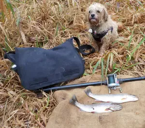 feed-your-dog-fish-when-feeding-dogs-bones.JPG
