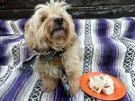 feeding-dogs-yogurt-by-serving-home-made-frozen-yogurt-treats.jpg