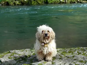 home-remedy-for-dog-fleas-includes-fresh-air-pure-water-and-sunshine.JPG