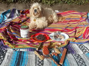 how-to-clean-dog-teeth-with-nimbles-cleaning-kit.jpg