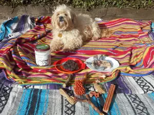 how-to-clean-dog-teeth-with-nimbles-cleaning-kit.jpg