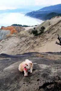 My doggie is on top of the sandune overlooking the Pacific Ocean