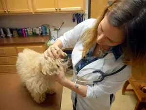 My Nimble Doggie is showing her beautiful teeth to the Vet