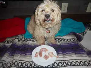 nimble-with-her-barf-dog-food.JPG