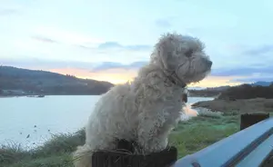 My dog is enjoying the Oregon Coast sunrise!