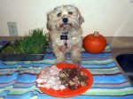 our-dog-feeding-schedule-consists-of-organic-raw-dog-food.JPG