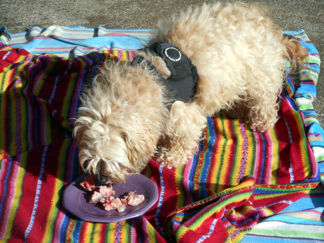 Unlike processed dog food... Nimble must work at eating her raw meaty chicken bones.  This helps prevent dog bloat symptoms.