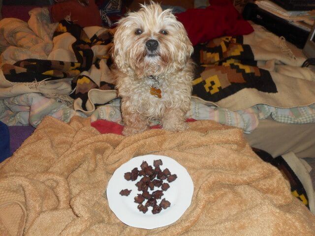 Nimble is showing off her natural dog food treats... baked organic chicken liver snacks!