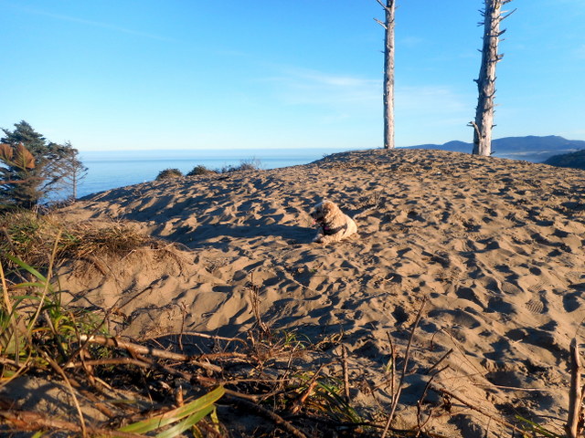 My dog will be gulping from her water bowl after this warm day of hiking in the sun!