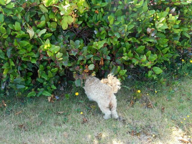 Is your dog throwing up undigested food?  Remember... this is partly due to their curiosity!  Here's Nimble poking her nose in the brush