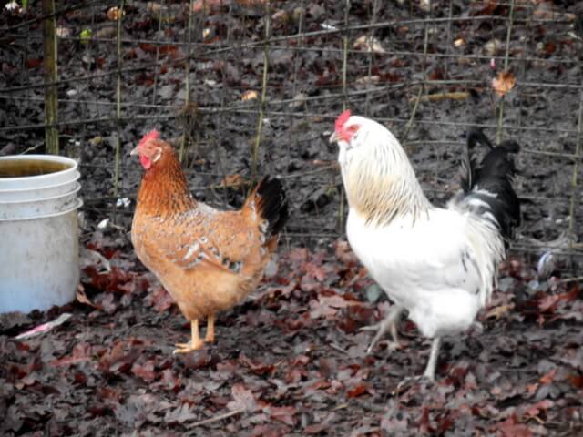 Here's the chickens that are raised for Nimble's healthy dog food