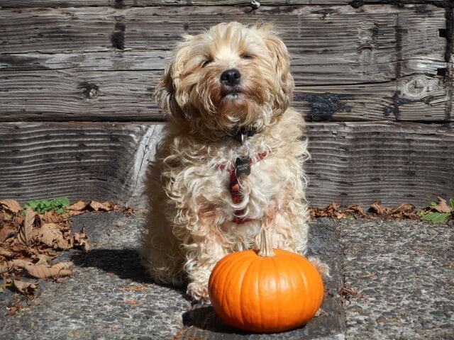 If your dog is throwing up and has the runs... cook and feed this pumpkin as your home remedy for dog diarrhea.
