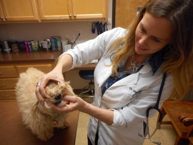Nimble is showing you that a vet exam is neccessary if you choose not to use dog dog home remedies for throwing up