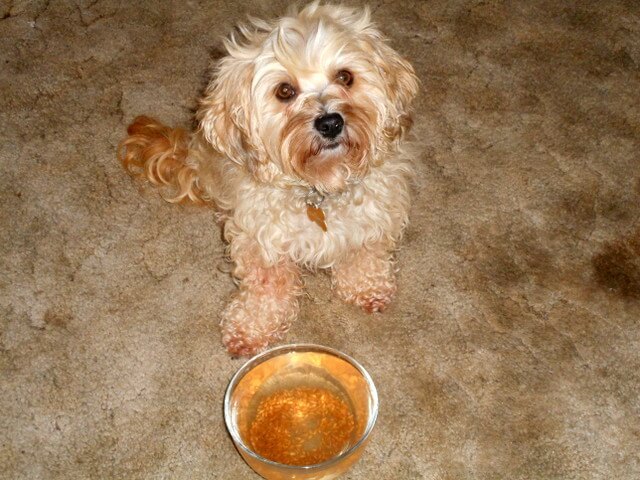 Nimble with her water bowl.  If she was throwing up or had dog diarrhea... she'd be slurping it up!