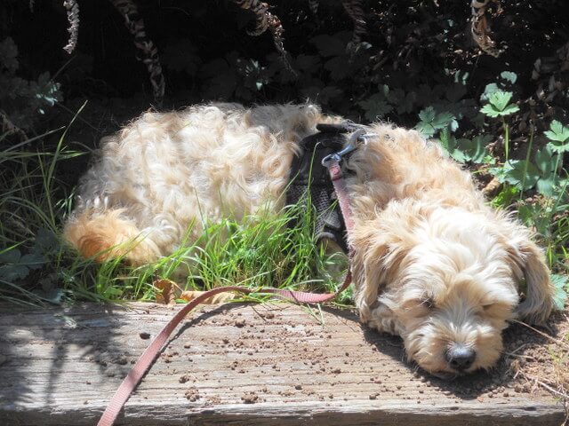 A remedy for dog upset stomach is fasting and rest... Nimble loves snoozing!