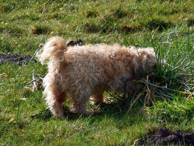 Nimble is carefully eating the "right" pieces of grass as one of her dog upset stomach home remedies