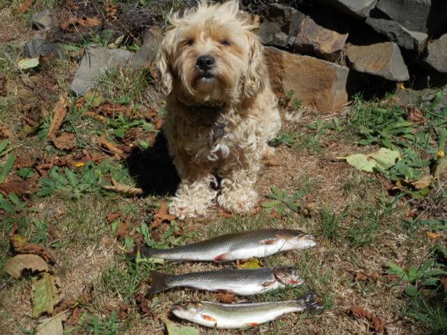 Fish oil for dogs?  Sure.  Better yet... here's Nimble with her whole, fresh organic fish