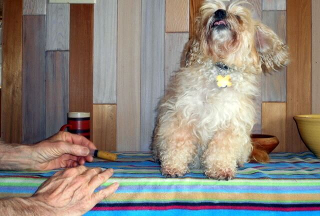 Natural remedies are accepted by most dogs with an upset stomach... even Nimble