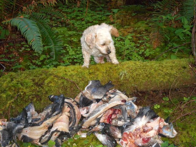 Nimble is saying there's no way a coyote will throw up after feasting on her safe healthy dog food leftovers