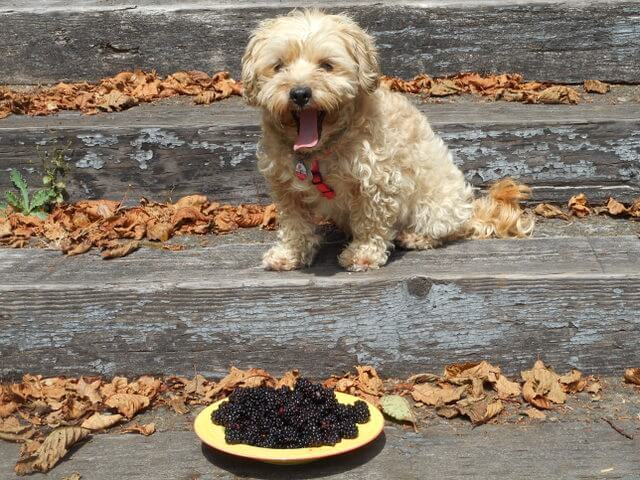 Nimble with the wild blackberries we just picked... coyotes love this raw dog diet!