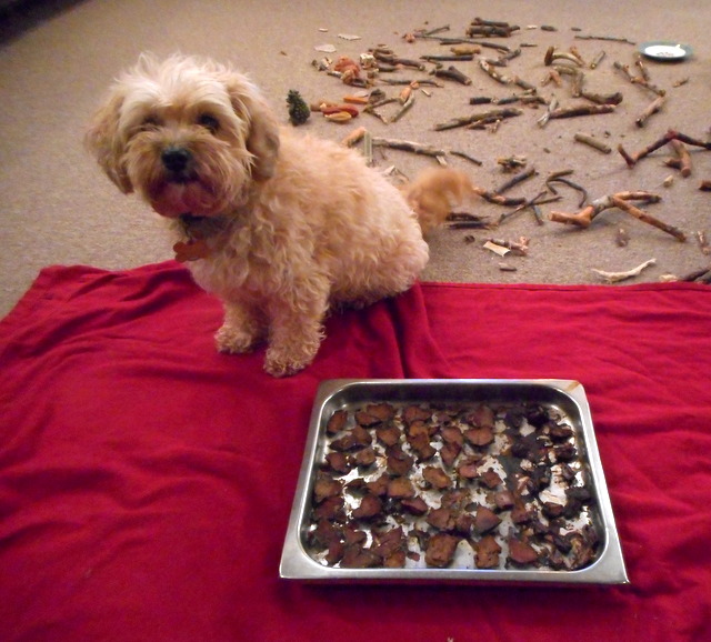 Dog treats made from liver can't be beat!