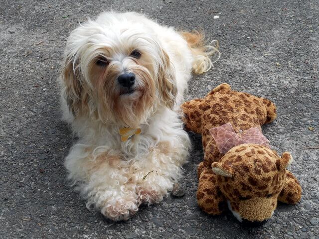 Healthy dog food recipes and good companionship makes a healthy dog.  Here's Nimble with her stuffed animal friend Harry.