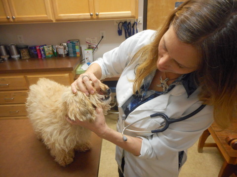 Our vet is showing off Nimble doggie's clean dog teeth!