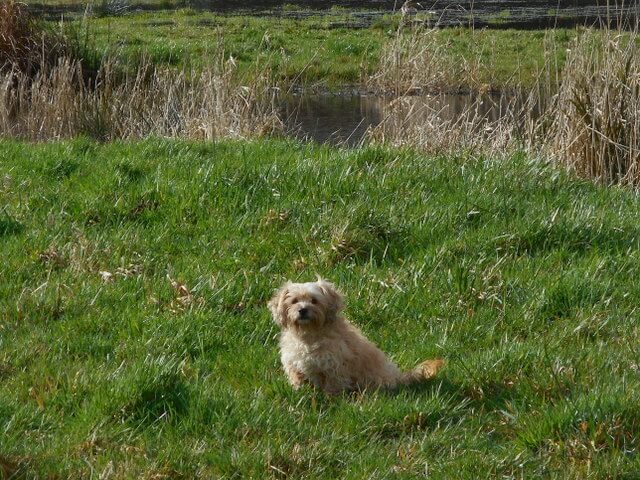 It's no wonder Nimble can run around forever in this grassy meadow... I feed her the best raw dog food!