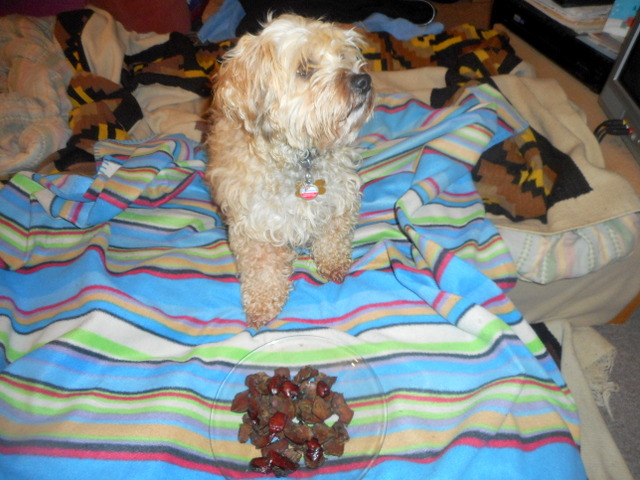 The happiest doggy in the world... a plate full of yummy dog treats from liver and a warm bed!