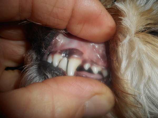 Brushing and chewing meaty bones clean teeth!