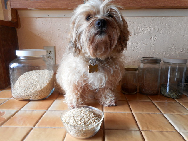 Use organic brown rice for your upset doggy stomach remedy
