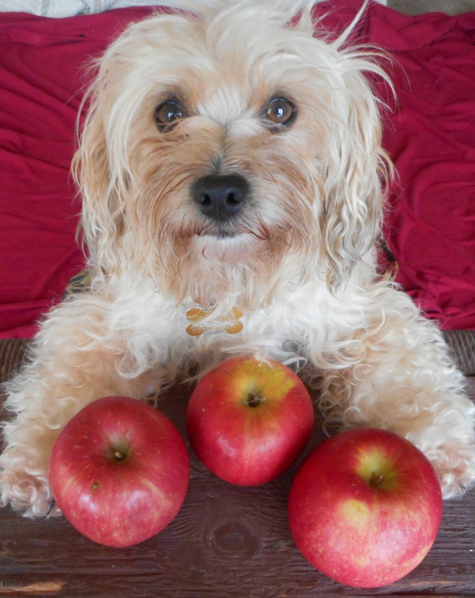 Can dogs eat apples?  Sure... this doggie eats lots of them!