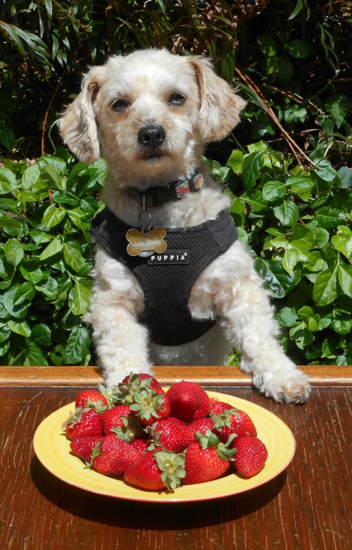 Nimble is showing you that dogs can eat strawberries