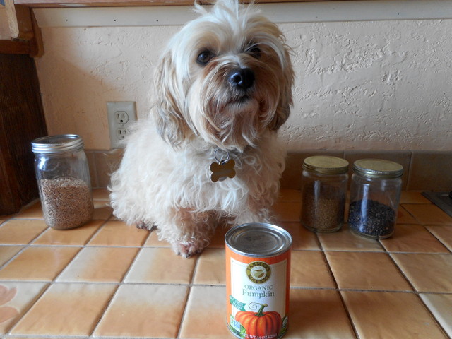 Your home dog diarrhea cure should include pumpkin