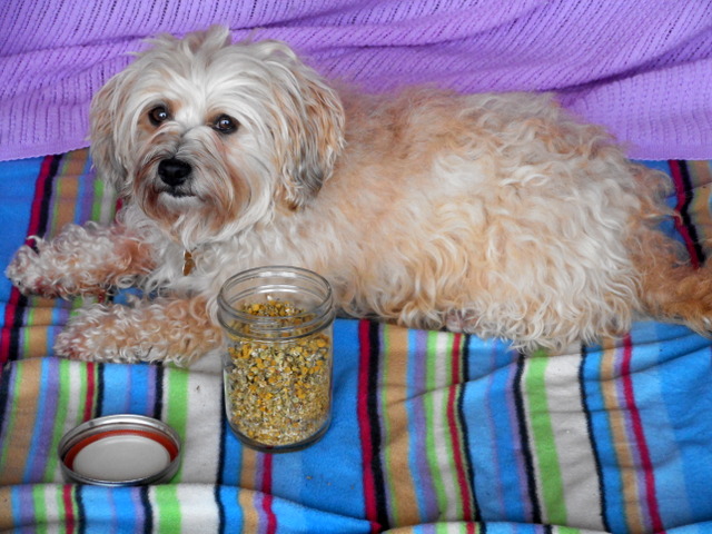 chamomile is a gentle, safe upset stomach remedy for dogs.