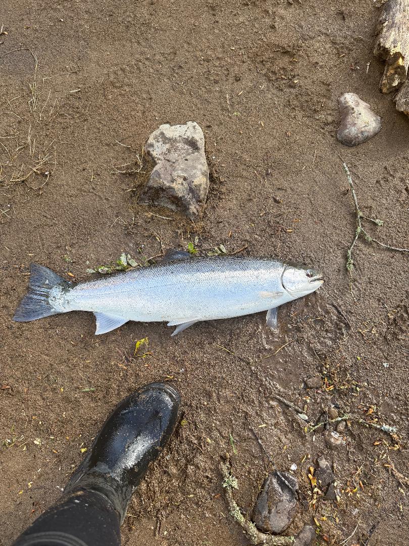 Fresh-run Nestucca steelhead!