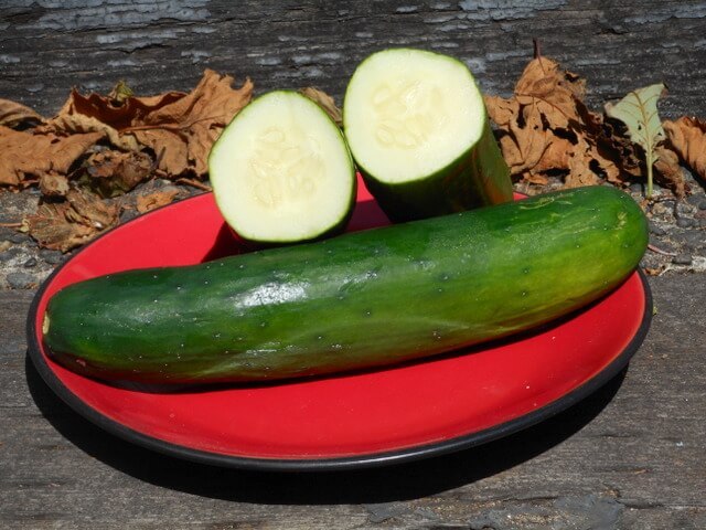 Cucumbers are a high water content vegetable for your dog...