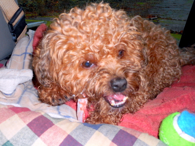 My dog is enjoying her fresh meaty lamb bone