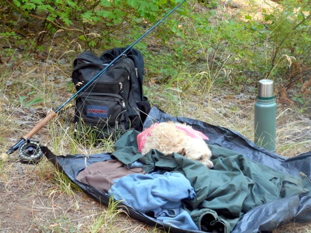 My-dog-is-taking-a-nap