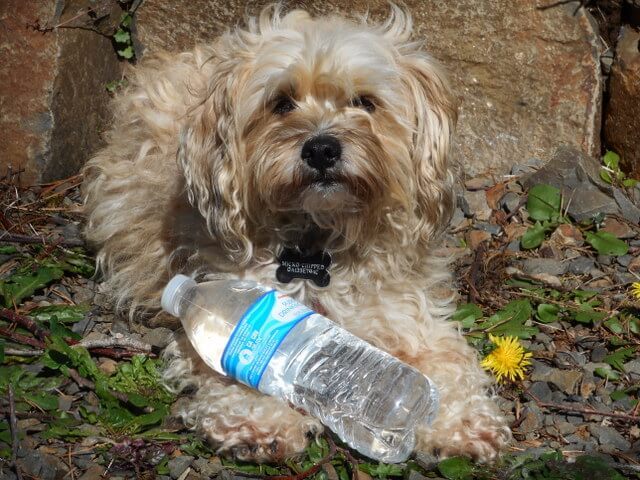 You'll never see Nimble with this dog water bottle thanks to her barf dog food!