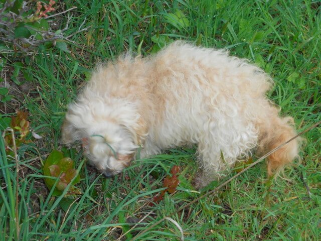 Nimble is eating grass so I know her tummy needs a break from eating her healthy homemade dog food