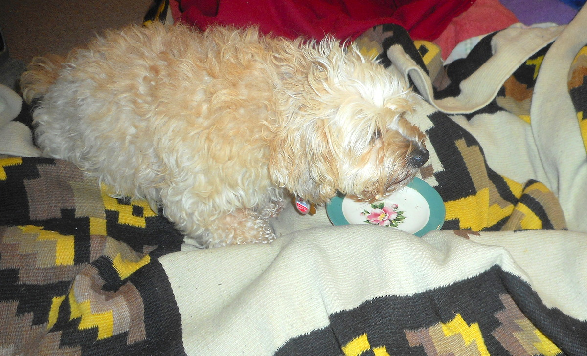 Nimble Doggie enjoying her home made liver treats for desert!