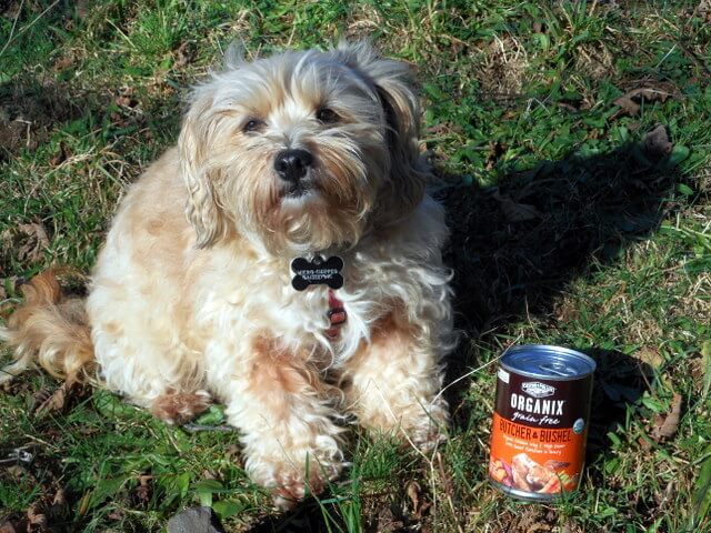undesirable dog food syndromes can result from feeding even high-quality dog foods such as this one Nimble is showing you!
