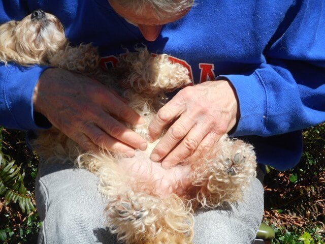 I'm examining my doggy Nimble to make sure she free of any dog diseases
