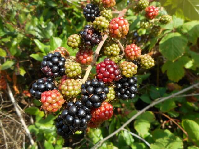 Blackberries should be eaten no less than an hour before or after feeding your dog vegetables.