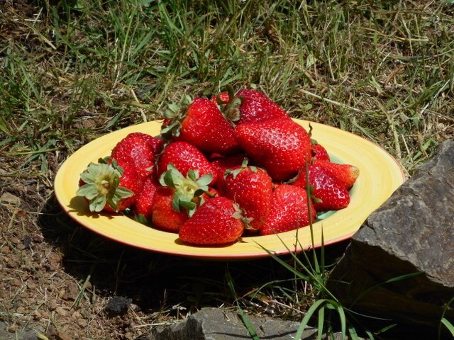 Fruits like these organic strawberries and vegetables for your doggy pack a nutritional punch!