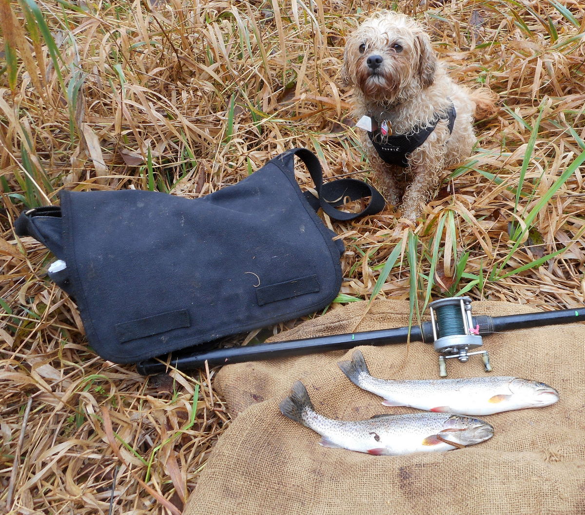 Dogs can eat whole fish!  Don't worry about feeding dogs bones from fish.